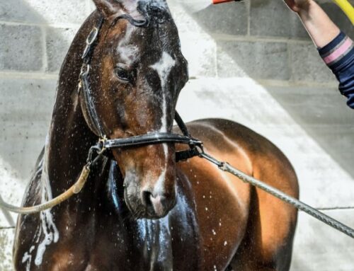 ¿Cómo bañar un caballo correctamente?