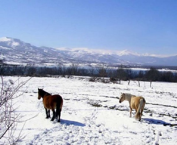 Dos caballos castaño e isabela en la nieve