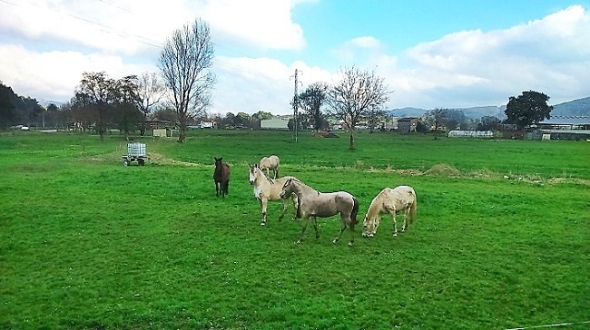 caballos de diferentes colores en un prado