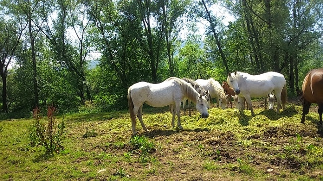 caballos de varios colores en un prado