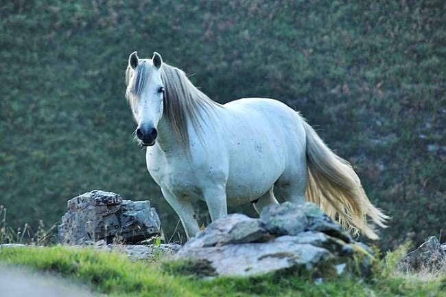 caballo tordo en fase blanca los colores del caballo